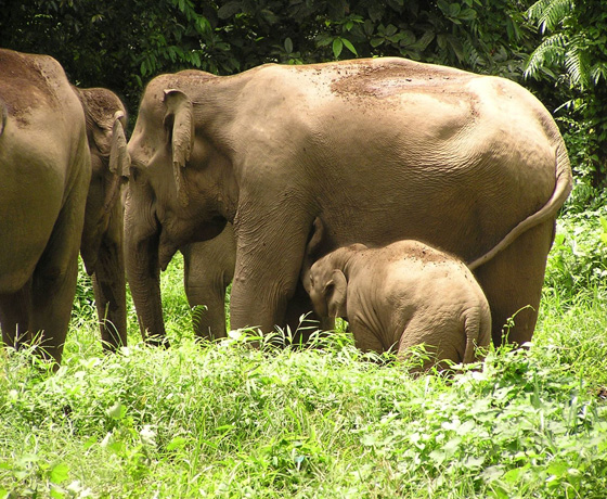 Odisha Wildlife Tour Package